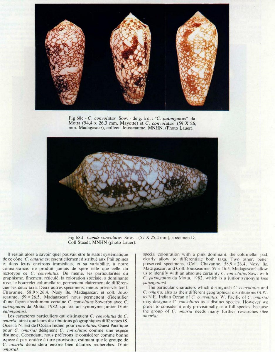 Conus convolutus, Sowerby II 1857